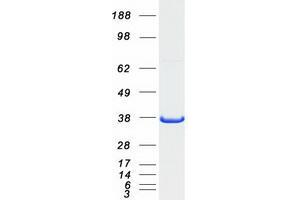 Validation with Western Blot (GRAP2 Protein (Myc-DYKDDDDK Tag))