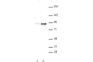 STAT5A/B phospho Tyr694/Tyr699 rabbit pAb tested by Western blot. (STAT5 A/B Antikörper  (pTyr694, pTyr699, Tyr699))