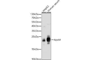 Western blot analysis of extracts of various cell lines, using ApoM antibody (ABIN6127365, ABIN6137030, ABIN6137031 and ABIN6220968) at 1:1000 dilution. (Apolipoprotein M Antikörper  (AA 23-188))