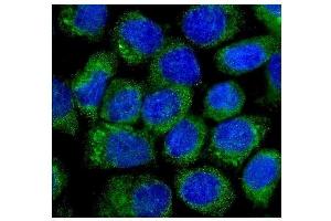 IF analysis of NOV/CCN3 using anti-NOV/CCN3 antibody (ABIN5518938). (NOV Antikörper  (C-Term))