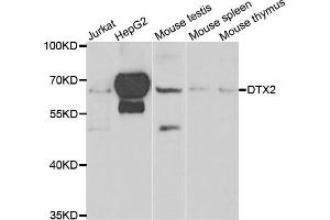Western blot analysis of extracts of various cell lines, using DTX2 antibody. (DTX2 Antikörper)