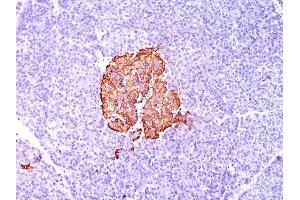 Formalin-fixed, paraffin-embedded human Pancreas stained with Insulin Monoclonal Antibody (SPM139).