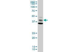 MAPK8 MaxPab polyclonal antibody. (JNK Antikörper  (AA 1-427))