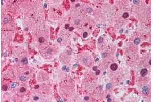 Human Liver (formalin-fixed, paraffin-embedded) stained with XIAP antibody ABIN214586 at 2 ug/ml followed by biotinylated goat anti-rabbit IgG secondary antibody ABIN481713, alkaline phosphatase-streptavidin and chromogen. (XIAP Antikörper  (C-Term))