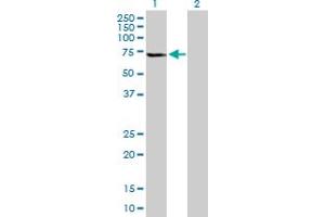 Western Blot analysis of GLTSCR2 expression in transfected 293T cell line by GLTSCR2 MaxPab polyclonal antibody. (GLTSCR2 Antikörper  (AA 1-478))