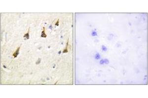 Immunohistochemistry analysis of paraffin-embedded human brain tissue, using SENP7 Antibody.