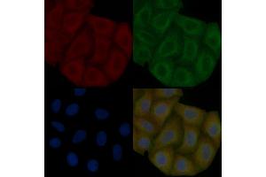 Inhibin beta B Mouse Monoclonal Antibody staining Hela cells by IF/ICC. (INHBB Antikörper  (Internal Region))