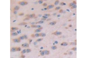 IHC-P analysis of Mouse Tissue, with DAB staining. (C1QBP Antikörper  (AA 71-278))