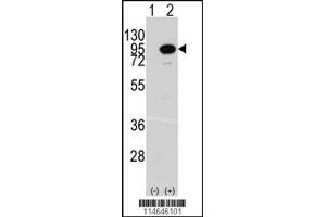 Western blot analysis of ACO2 using rabbit polyclonal ACO2 Antibody. (ACO2 Antikörper  (AA 294-325))