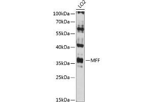 Western blot analysis of extracts of LO2 cells, using MFF antibody (ABIN6132274, ABIN6143787, ABIN6143789 and ABIN6216008) at 1:3000 dilution.