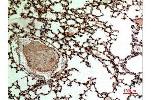 Immunohistochemistry (IHC) analysis of paraffin-embedded Mouse Lung, antibody was diluted at 1:100. (L-Selectin Antikörper  (Internal Region))