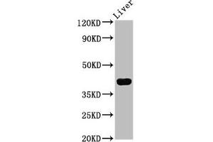 Western Blot Positive WB detected in: Mouse liver tissue All lanes: RASSF7 antibody at 4. (RASSF7 Antikörper  (AA 300-368))