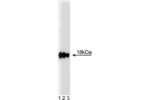 Western Blotting (WB) image for anti-Caveolin 3 (CAV3) (AA 3-24) antibody (ABIN967960)