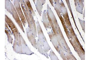 Immunohistochemistry (IHC) image for anti-Gap Junction Protein, gamma 1, 45kDa (GJC1) (AA 91-131), (N-Term) antibody (ABIN5518838)