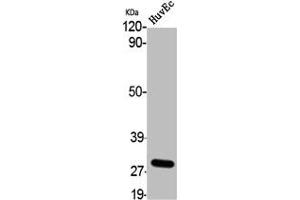 Western Blot analysis of HuvEc cells using 9G8 Polyclonal Antibody (SFRS7 Antikörper  (Internal Region))