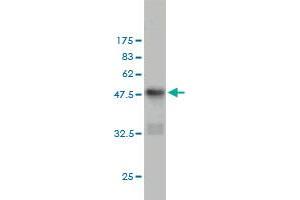 Western Blot detection against Immunogen (48. (CD83 Antikörper  (AA 1-205))