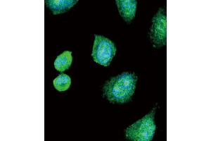 Immunofluorescence (IF) image for anti-Albumin (ALB) antibody (ABIN2906951)