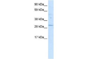 WB Suggested Anti-POU6F1 Antibody Titration: 0. (POU6F1 Antikörper  (Middle Region))