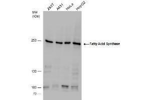 WB Image Fatty Acid Synthase antibody detects Fatty Acid Synthase protein by western blot analysis. (Fatty Acid Synthase Antikörper  (N-Term))