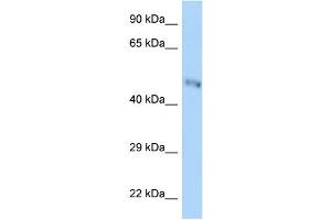 WB Suggested Anti-B3gnt7 Antibody Titration: 1. (B3GNT7 Antikörper  (Middle Region))