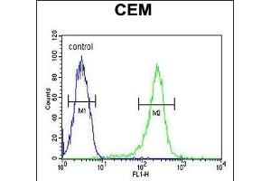 HAUS5 Antibody (N-term) (ABIN651423 and ABIN2840230) flow cytometric analysis of CEM cells (right histogram) compared to a negative control cell (left histogram). (HAUS5 Antikörper  (N-Term))