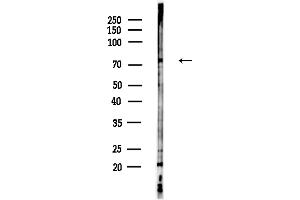 Western blot analysis of lysates from Hela cells(heat-shock,45 min treatment), using DNAJC10 Antibody at 1/1000 dilution.