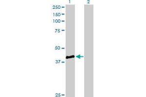 Western Blot analysis of STBD1 expression in transfected 293T cell line by STBD1 MaxPab polyclonal antibody.