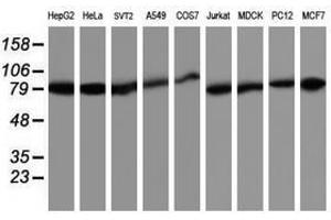 Image no. 1 for anti-TNF Receptor-Associated Protein 1 (TRAP1) antibody (ABIN1501500) (TRAP1 Antikörper)