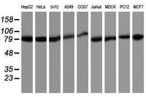 Image no. 1 for anti-TNF Receptor-Associated Protein 1 (TRAP1) antibody (ABIN1501500)