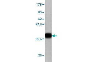 Western Blot detection against Immunogen (34. (KREMEN1 Antikörper  (AA 310-391))