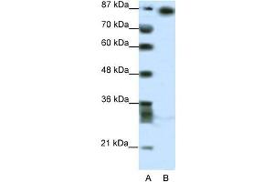 Human HepG2; WB Suggested Anti-MYNN Antibody Titration: 2.