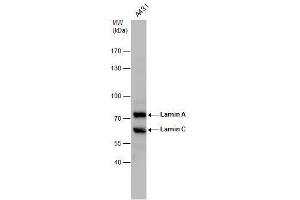 Western Blotting (WB) image for anti-Lamin A/C (LMNA) antibody (ABIN2854943)