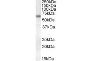 Western Blotting (WB) image for anti-Granulin (GRN) (AA 257-269) antibody (ABIN490457) (Granulin Antikörper  (AA 257-269))