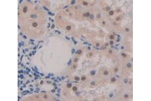 IHC-P analysis of Human Tissue, with DAB staining. (NKRF Antikörper  (AA 1-296))
