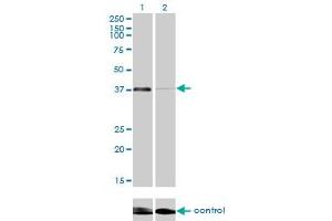Western blot analysis of RNF2 over-expressed 293 cell line, cotransfected with RNF2 Validated Chimera RNAi (Lane 2) or non-transfected control (Lane 1). (RNF2 Antikörper  (AA 192-290))