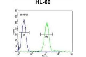 Flow cytometric analysis of HL-60 cells (right histogram) compared to a negative control cell (left histogram) using Myeloperoxidase Antibody (C-term), followed by FITC-conjugated goat-anti-rabbit secondary antibodies. (Myeloperoxidase Antikörper  (N-Term))