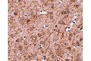 Immunohistochemistry of LASS6 in mouse brain tissue with LASS6 polyclonal antibody  at 2.