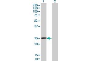 Western Blot analysis of FAM3D expression in transfected 293T cell line by FAM3D MaxPab polyclonal antibody. (FAM3D Antikörper  (AA 1-224))
