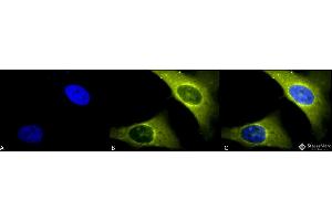 Immunofluorescence (fixed cells) (IF/ICC) image for anti-RAB4A, Member RAS Oncogene Family (RAB4A) (C-Term) antibody (Biotin) (ABIN2486639)