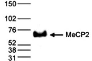 Western Blot results of Rabbit anti-MeCP2 antibody Western Blot results of Rabbit anti-MeCP2 antibody.