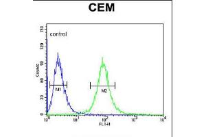 Flow cytometric analysis of CEM cells (right histogram) compared to a negative control cell (left histogram). (CD46 Antikörper  (C-Term))