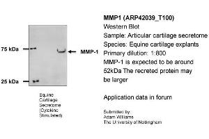 Sample Type: Equine Cartilage ExplantsPrimary Dilution: 1:800Secondary Antibody: Bio-Rad 170-5046 Secondary Dilution: 1:100,000Image Submitted By: Adam WilliamsUniversity of Nottingham (MMP1 Antikörper  (N-Term))