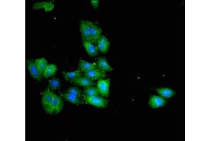 Immunofluorescence (IF) image for anti-Hydroxy-delta-5-Steroid Dehydrogenase, 3 beta- and Steroid delta-Isomerase 7 (HSD3B7) (AA 131-197) antibody (ABIN7142280)