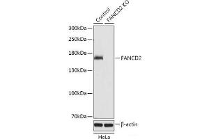 Western blot analysis of extracts from normal (control) and FANCD2 knockout (KO) HeLa cells using FANCD2 Polyclonal Antibody at dilution of 1:1000. (FANCD2 Antikörper)