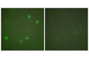 Immunofluorescence analysis of COS7 cells, using HDAC3 antibody.
