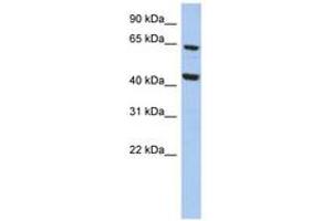 Image no. 1 for anti-Mitochondrial Calcium Uptake Family, Member 3 (MICU3) (AA 35-84) antibody (ABIN6743889) (EFHA2 Antikörper  (AA 35-84))