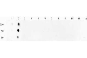 STAT1 phospho Ser727 pAb tested by Dot blot. (STAT1 Antikörper  (pSer727))
