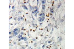 Used in DAB staining on fromalin fixed paraffin-embedded pancreas tissue