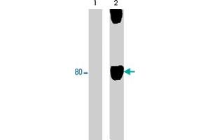 Western blot of human SYF cSrc-transformed cells untreated (lane 1) or treated (lane 2) with pervanadate (1 mM; 30 min). (WASF1 Antikörper  (pTyr125))