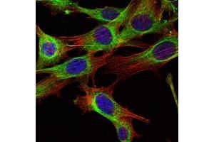 Immunofluorescence analysis of NIH/3T3 cells using ABL2 mouse mAb (green). (ABL2 Antikörper)